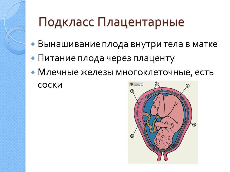 Подкласс Плацентарные  Вынашивание плода внутри тела в матке Питание плода через плаценту Млечные